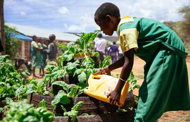 Schüler in Kenia gießt Pflanzen im Schulgarten Schüler in Kenia gießt Pflanzen im Schulgarten